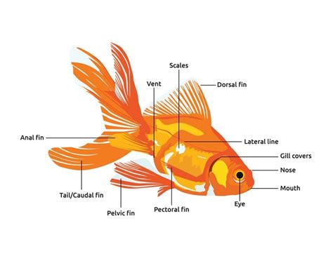 Are goldfish invertebrates .